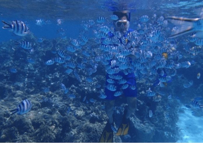 Shark ray lagoon safari and motu tapu half day, French Polynesia