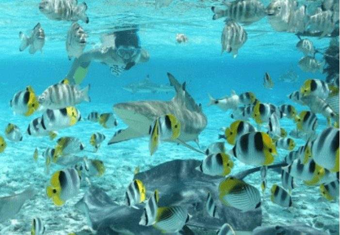 Shark ray snorkeling safari 02h30, French Polynesia